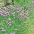 Venta de ALLIUM SCHOENOPRASUM (Cebollino) BF 40/260