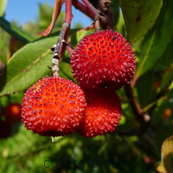 comprar madroño arbutus unedo