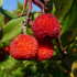 comprar madroño arbutus unedo