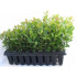comprar madroño arbutus unedo