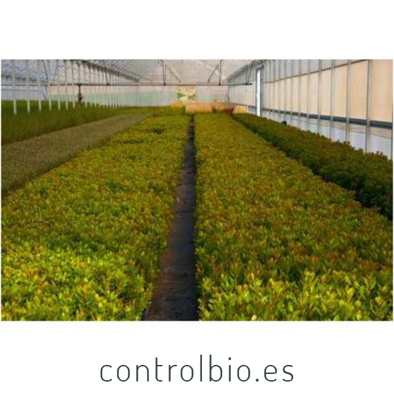 comprar madroño arbutus unedo