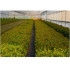 comprar madroño arbutus unedo