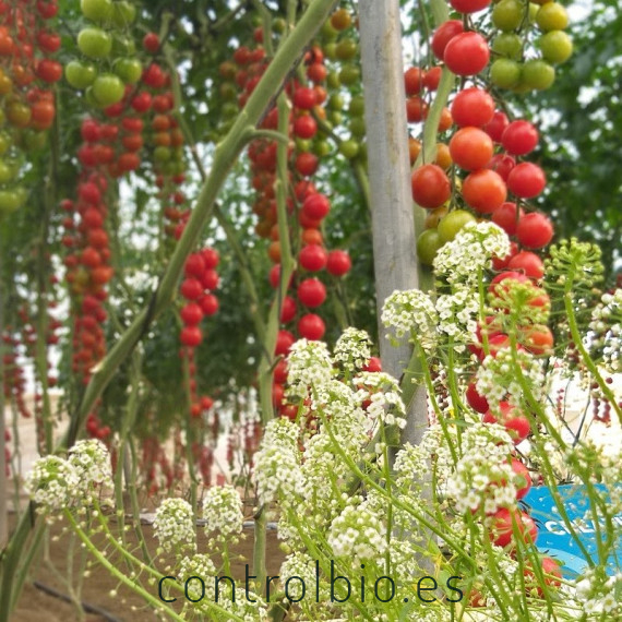 comprar lobularia maritima