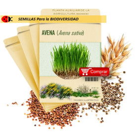 AVENA (A. sativa) semillas 500 g