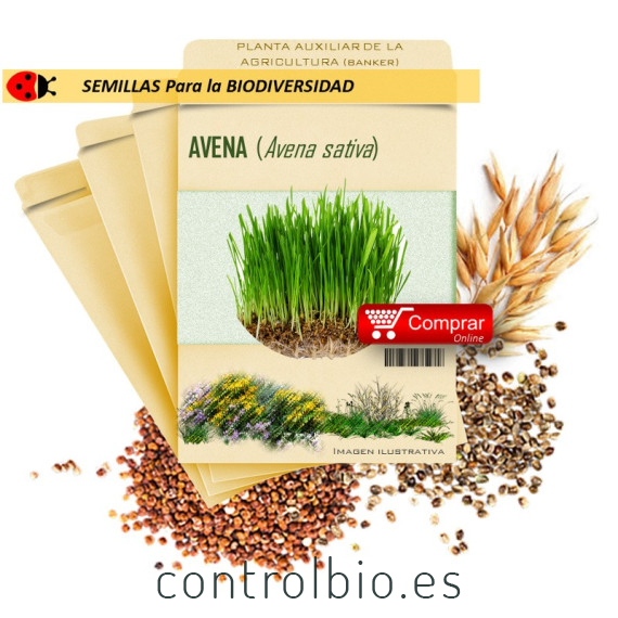 AVENA (A. sativa) semillas 500 g