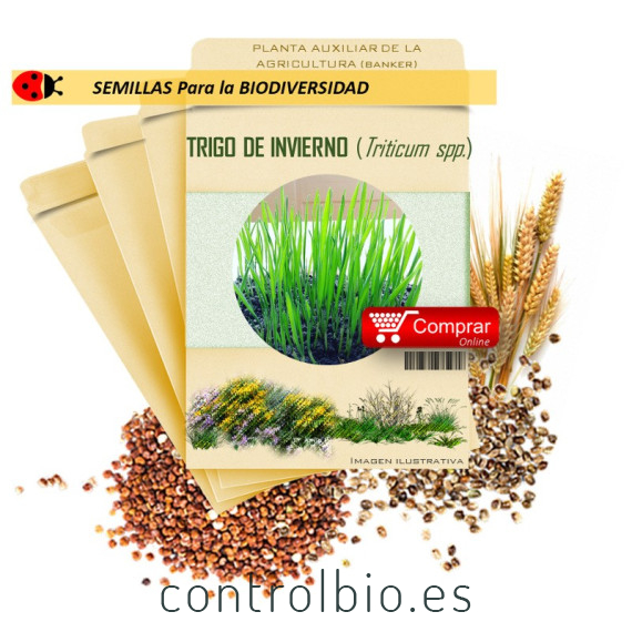 TRIGO DE INVIERNO (Triticum spp) semillas 1.000 gr