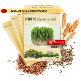 CENTENO (Secale cereale) semillas 1.000 g