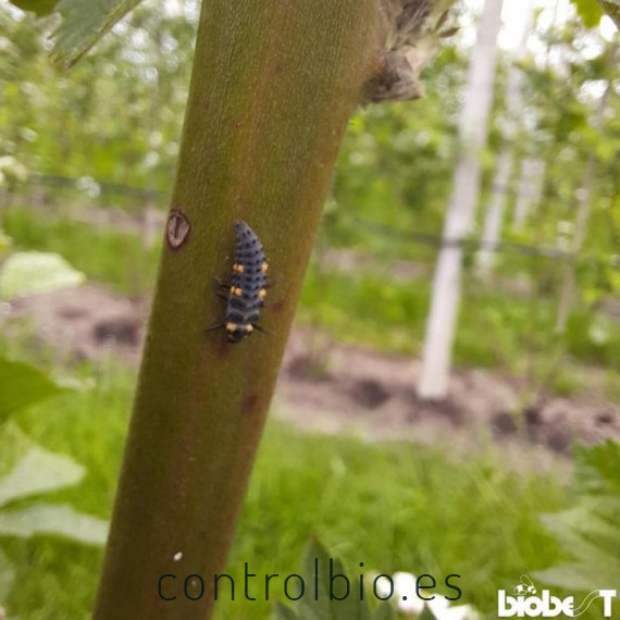 ADALIA system 100 larvas Adalia bipunctata contra pulgón