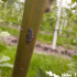 ADALIA system 100 larvas Adalia bipunctata contra pulgón