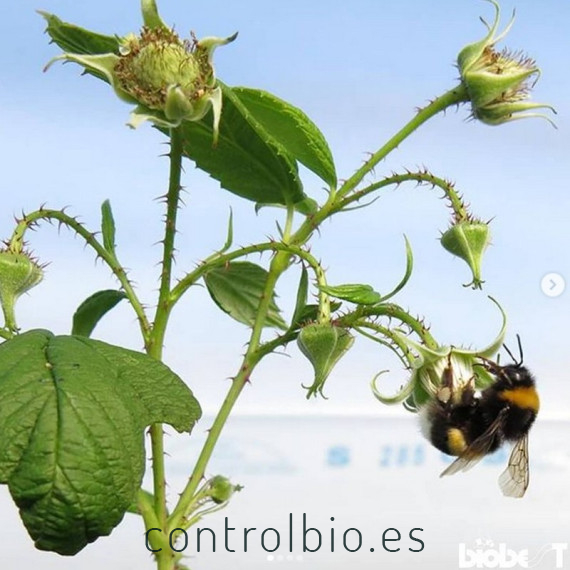 COLMENA BIOBEST Abejorros polinizadores
