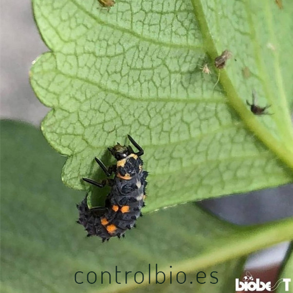 ADALIA system 100 larvas Adalia bipunctata contra pulgón