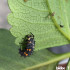 ADALIA system 100 larvas Adalia bipunctata contra pulgón
