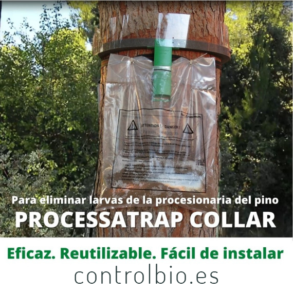 Processatrap trampa de collar para procesionaria