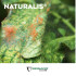 NATURALIS-L insecticida biológico de Beauveria bassiana 1L