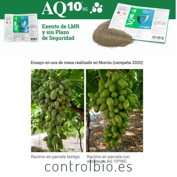 AQ-10 fungicida biológico anti oidio