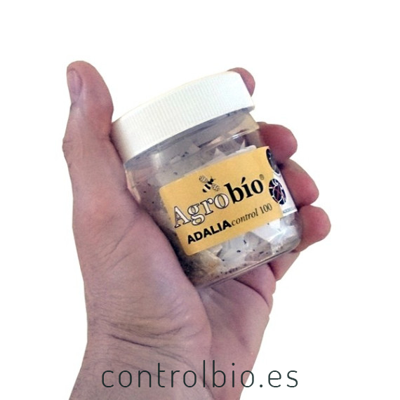 ADALIAcontrol 100 mariquitas adultas depredadoras de pulgóna contra pulgón