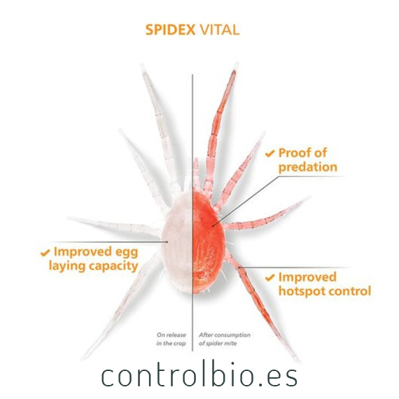 SPIDEX VITAL 2.000 tu aliado en el control de araña roja