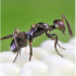 ALY250 Anastatus bifasciatus enemigo natural de chinches pestosas