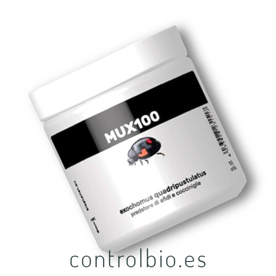 MUX100 Exochomus quadripustulatus depredador de cochinillas