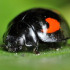MUX100 Exochomus quadripustulatus depredador de cochinillas