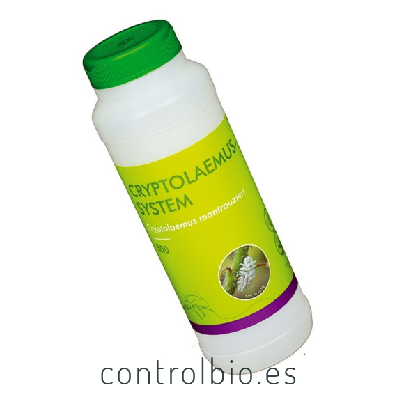 CRYPTOLAEMUS SYSTEM 500 mariquitas depredadoras de cotonet