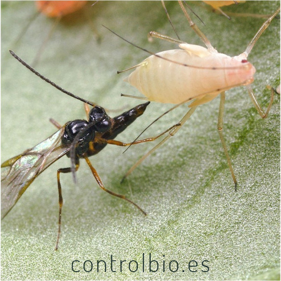 ERVIPAK 250 Aphidius ervi parasitoide de pulgones grandes