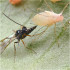 ERVIPAK 250 Aphidius ervi parasitoide de pulgones grandes