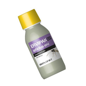 ERVIPAK 250 Aphidius ervi parasitoide de pulgones grandes