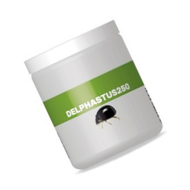 DELPHASTUS 250 contra mosca blanca