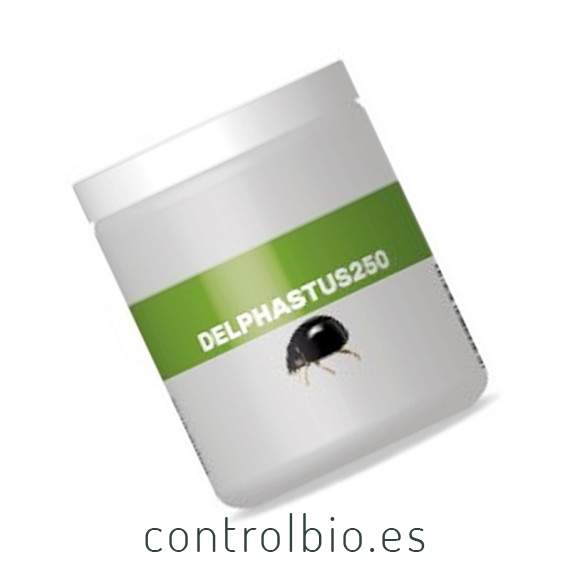 DELPHASTUS 250 contra mosca blanca