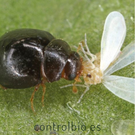 DELPHASTUS 250 contra mosca blanca
