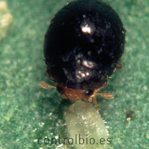 DELPHASTUS 100 contra mosca blanca