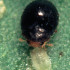 DELPHASTUS 100 contra mosca blanca