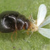 DELPHASTUS 100 contra mosca blanca