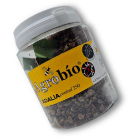 Venta de adalia bipunctata mariquita de dos puntos contra pulgón