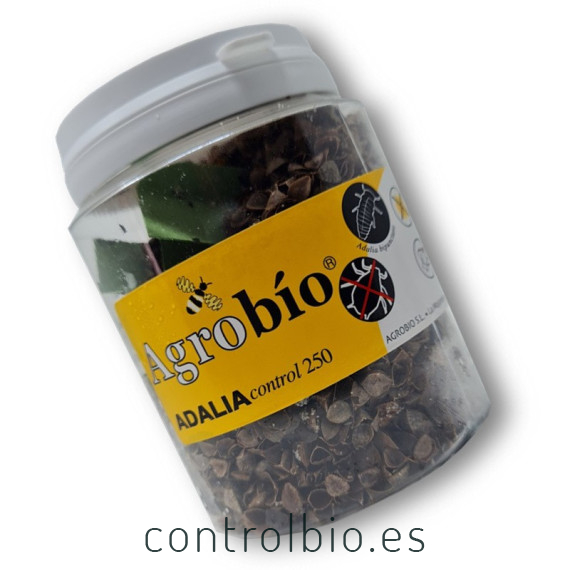 Venta de adalia bipunctata mariquita de dos puntos contra pulgón