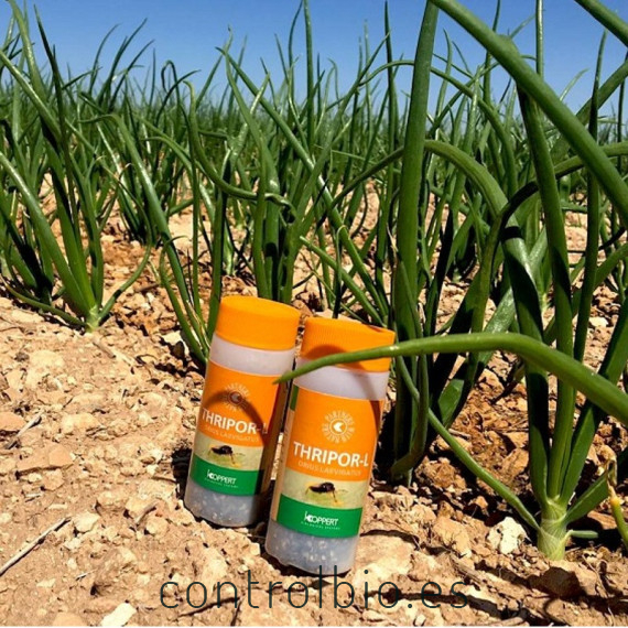 Thripor-L-500 koppert orius laevigatus