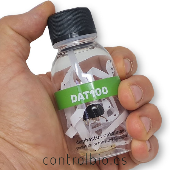 DELPHASTUS 100 contra mosca blanca