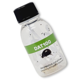 DELPHASTUS 100 contra mosca blanca