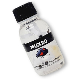 MUX20 Exochomus quadripustulatus