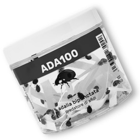 ADALIA 100 adultos de Adalia bipunctata