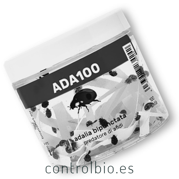 ADALIA 100 adultos de Adalia bipunctata