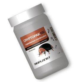 CRYPTOPAK100 depredador de cochinilla algodonosa