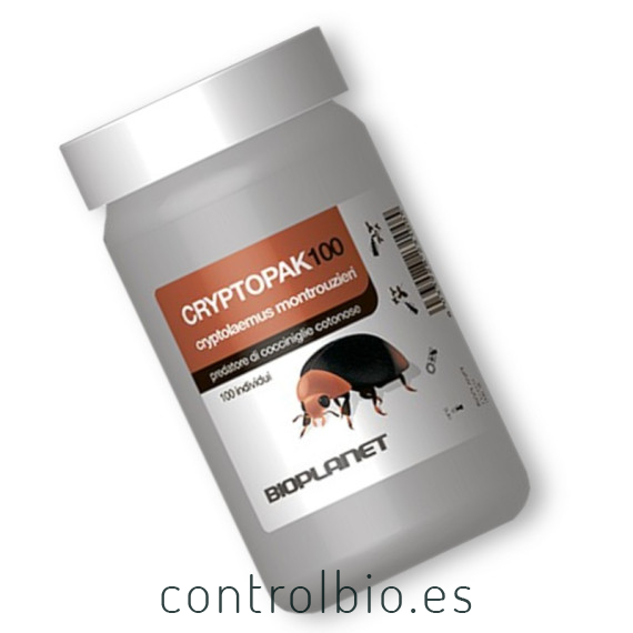CRYPTOPAK100 depredador de cochinilla algodonosa