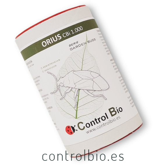 ORIUS CBi 1000 Orius laevigatus depredador de trips