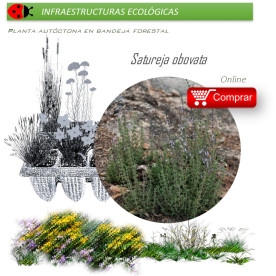 Satureja obovata BV X 28 Ud