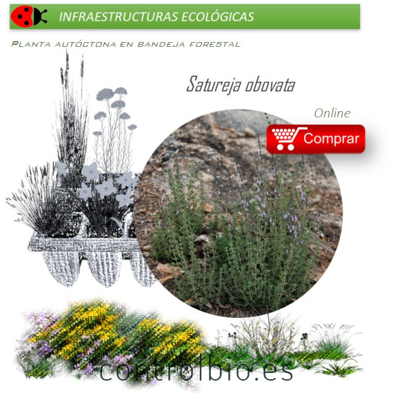 Satureja obovata BV X 28 Ud