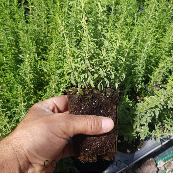 Satureja obovata BV X 28 Ud