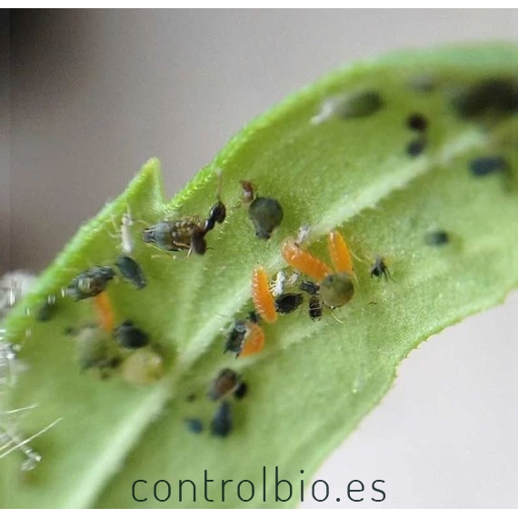 mizapak1000 Aphidoletes aphidimyza depredador de pulgón