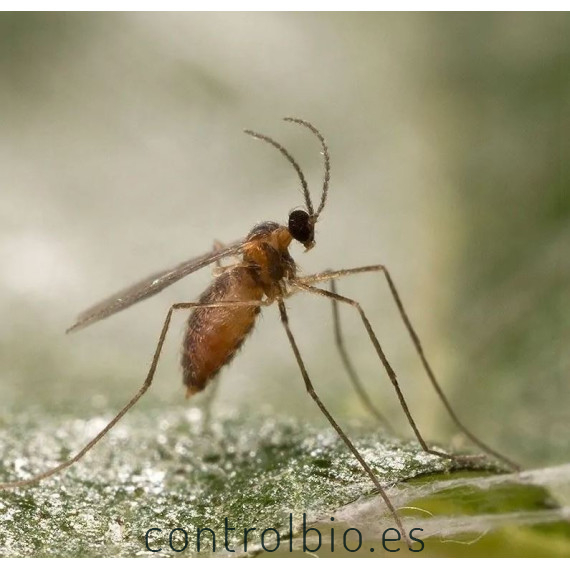 mizapak1000 Aphidoletes aphidimyza depredador de pulgón
